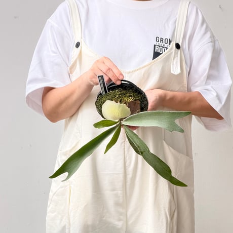 【2026.8/27〜】板付ビカクシダ　  P. veitchii 'Auburn River' × P. veitchii wild sporeling