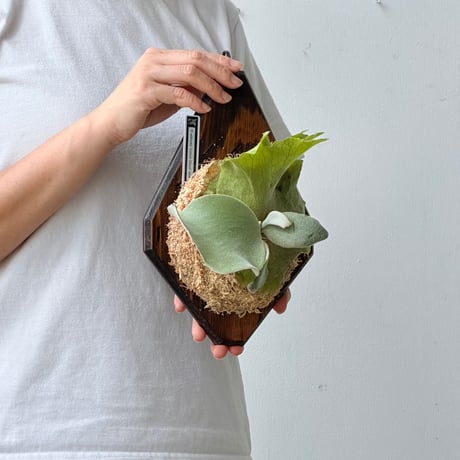 【2026.7/16〜】板付ビカクシダ　P. willinckii 'Cotton cloud' sporeling