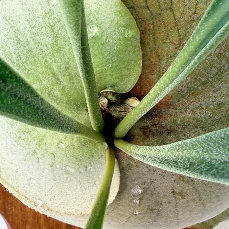 【2026.8/20〜】板付ビカクシダ　P. hillii  'Pumila Kew Garden × P. willinckii 'Bogor Mr.Suddan' [pup]