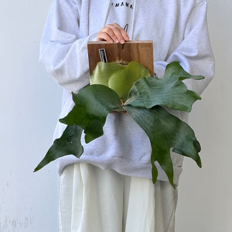 【2026.10/8〜】板付ビカクシダ　P. hillii 'Raijin' [TC]
