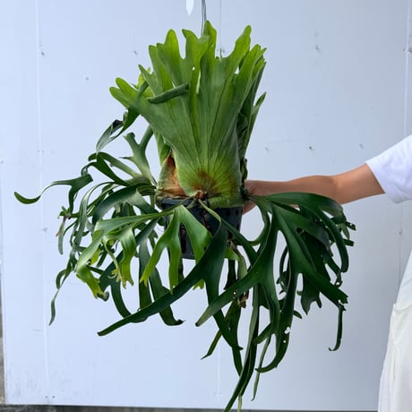 【2026.7/9〜】ビカクシダポット苗　 P. coronarium 'Thailand Dwarf'_1