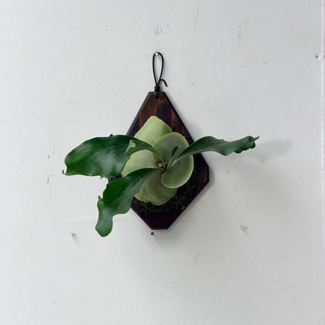 【2026.9/10〜】板付ビカクシダ　P. hillii  'Pumila Kew Garden × P. willinckii 'Bogor Mr.Suddan' [pup]