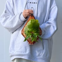 【2026.10/1〜】板付ビカクシダ　   P. coronarium_2
