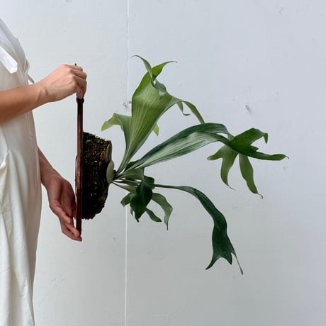【2026.8/6〜】板付ビカクシダ　 P. 'Mt. Lewis' wide leaf [pup]