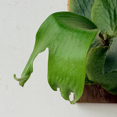 【2026.9/3〜】板付ビカクシダ　P. quadridichotomum × P. madagascariense