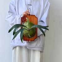 【2026.6/25〜】板付ビカクシダ　P. 'SS Foong' sporeling