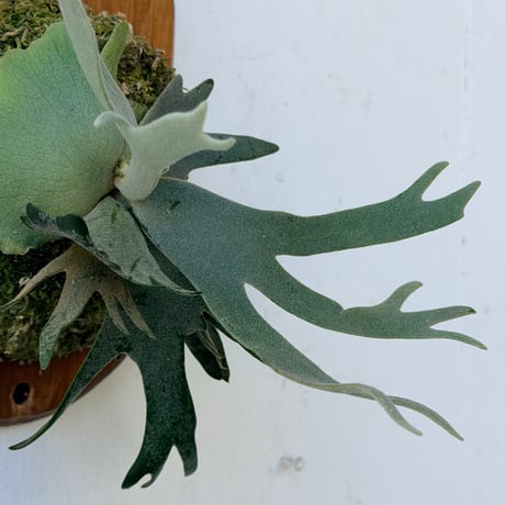 【2026.10/8〜】板付ビカクシダ　  P. wilinckii 'Bacteria' sporeling