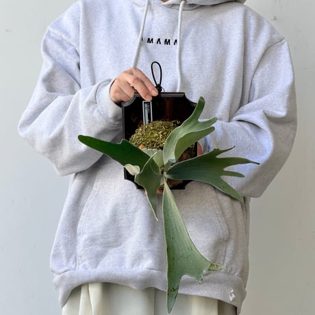 【2026.10/8〜】板付ビカクシダ　 P. 'Akki' [pup]