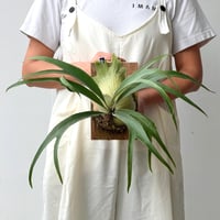【2026.9/10〜】板付ビカクシダ　P. 'Cardinals' [TC]