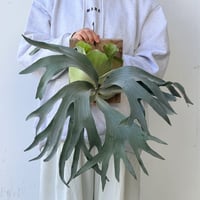 【2026.10/8〜】板付ビカクシダ　P. 'Griffin' [pup]
