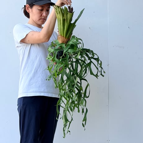 【2026.7/9〜】ビカクシダポット苗　 P. coronarium 'Thailand Dwarf'_1