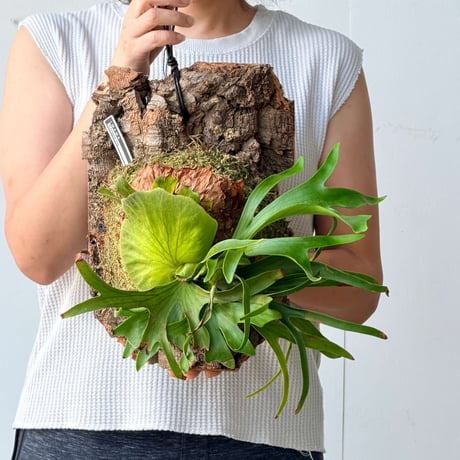 【2026.7/23〜】コルク付ビカクシダ　P. coronarium 'Dragon tree'