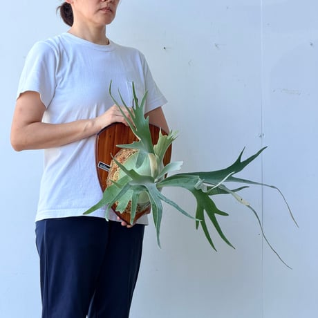 【2026.7/9〜】板付ビカクシダ　P. willinckii 'Meteo shower' [pup]