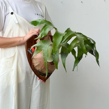 【2026.8/20〜】P. hillii 'Dragon' mixed spore × P. 'Maserati'