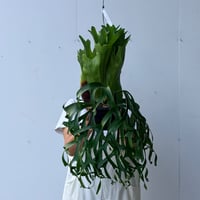 【2026.7/9〜】ビカクシダポット苗　 P. coronarium 'Thailand Dwarf'_3
