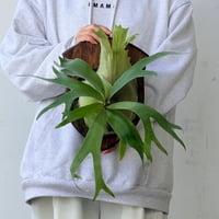 【2026.9/24〜】板付ビカクシダ　 P. 'Banna#A' [pup]