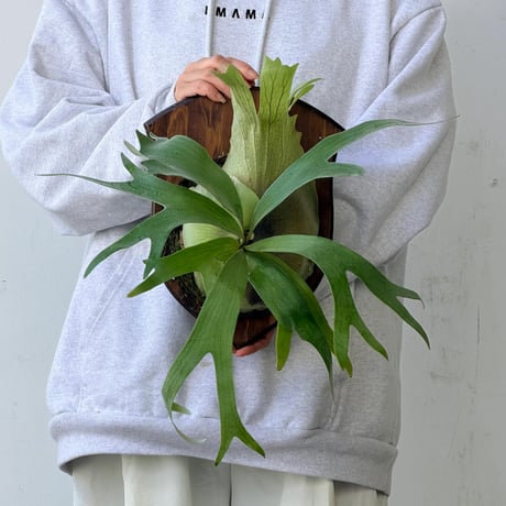 CATEGORY bifurcatum | IMAMA