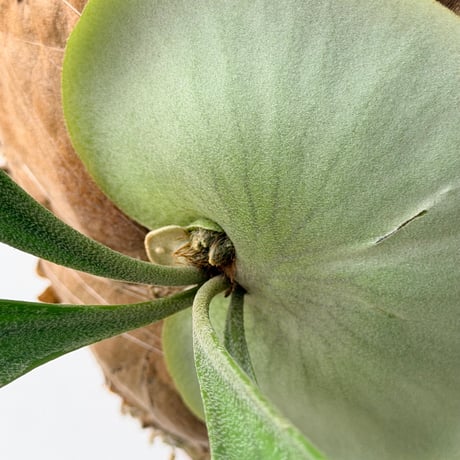 【2026.8/6〜】板付ビカクシダ　P. hillii 'Pumila Kew Garden' spore#1