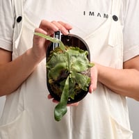 【2026.7/30〜】板付ビカクシダ　P. alcicorne madagascar 'UNEUNE' [sporeling]