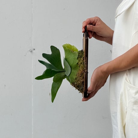 【2026.8/20〜】板付ビカクシダ　P. veitchii × P. willinckii [TC]  _2