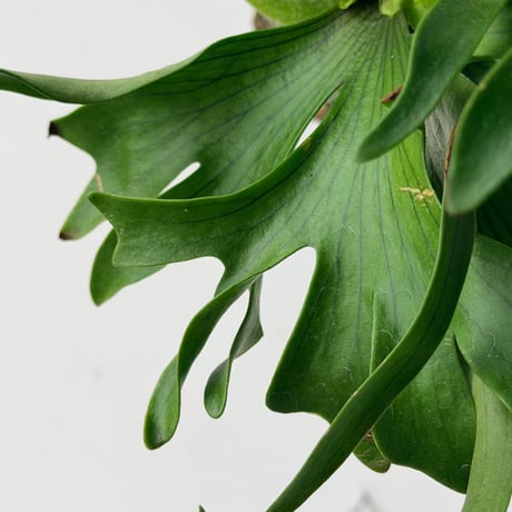 【2026.9/10〜】コルク付ビカクシダ　P. coronarium 'Dragon tree'