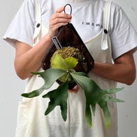 【2026.9/10〜】板付ビカクシダ　 P. willinckii 'OMG' , P. 'Ginka' mix sporeling