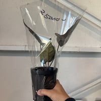 Cさま
