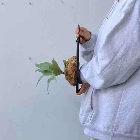 【2026.9/24〜】板付ビカクシダ　  P. ‘White Mr. Oat’ [pup]