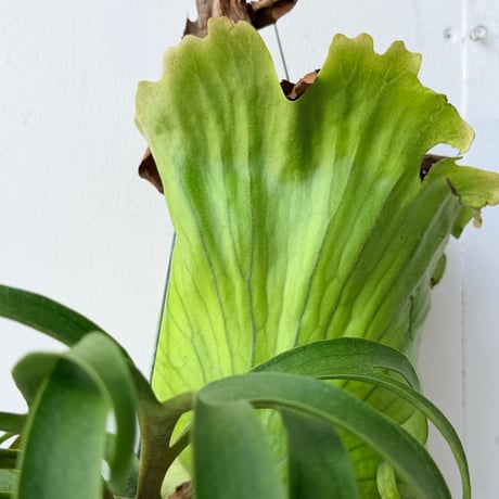 【2026.7/9〜】ビカクシダポット苗　 P. coronarium 'Thailand Dwarf'_2