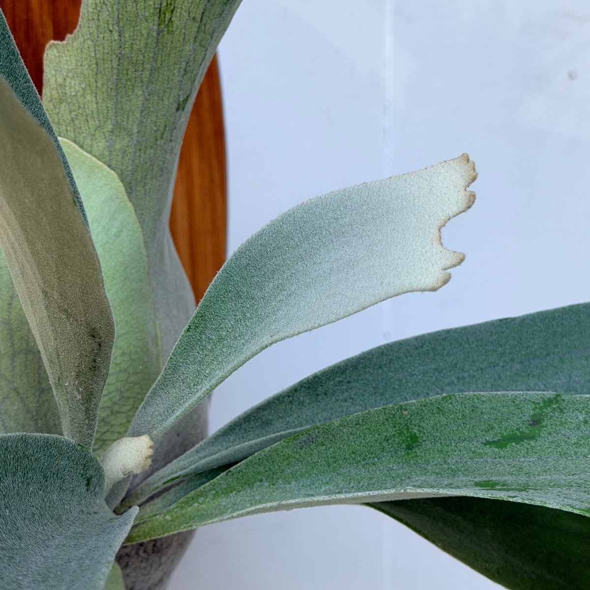 2026.7/9〜】板付ビカクシダ P. willinckii 'Meteo shower'