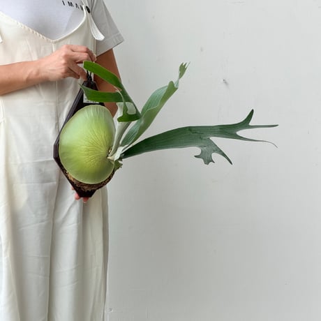 【2026.8/20〜】板付ビカクシダ　 P. veitchii×P. bifurcatum [pup]