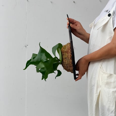 【2026.9/10〜】板付ビカクシダ　P. 'Khunphon'+P. 'Excellence'×P. bifurcatum+P. 'Bogor' mix sporeling