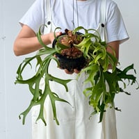 【2026.8/6〜】ビカクシダポット苗　 P. coronarium 'White'  _2