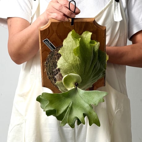 CATEGORY Platycerium（ビカクシダ/価格帯） | IMAMA