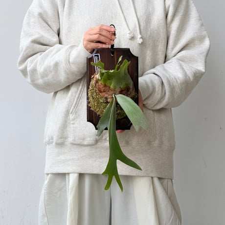 【2026.9/17〜】板付ビカクシダ　  P. willinckii 'Silver’ sporeling
