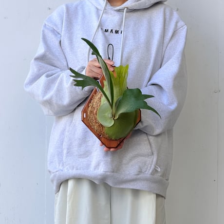 【2026.10/8〜】板付ビカクシダ　 P. 'SS Foong' [pup]