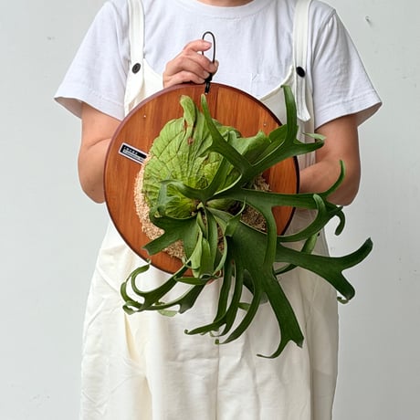 【2026.8/6〜】板付ビカクシダ　 P. coronarium 'White'