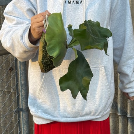 『縁日』2026：P. hillii 'Dragon' sporeling