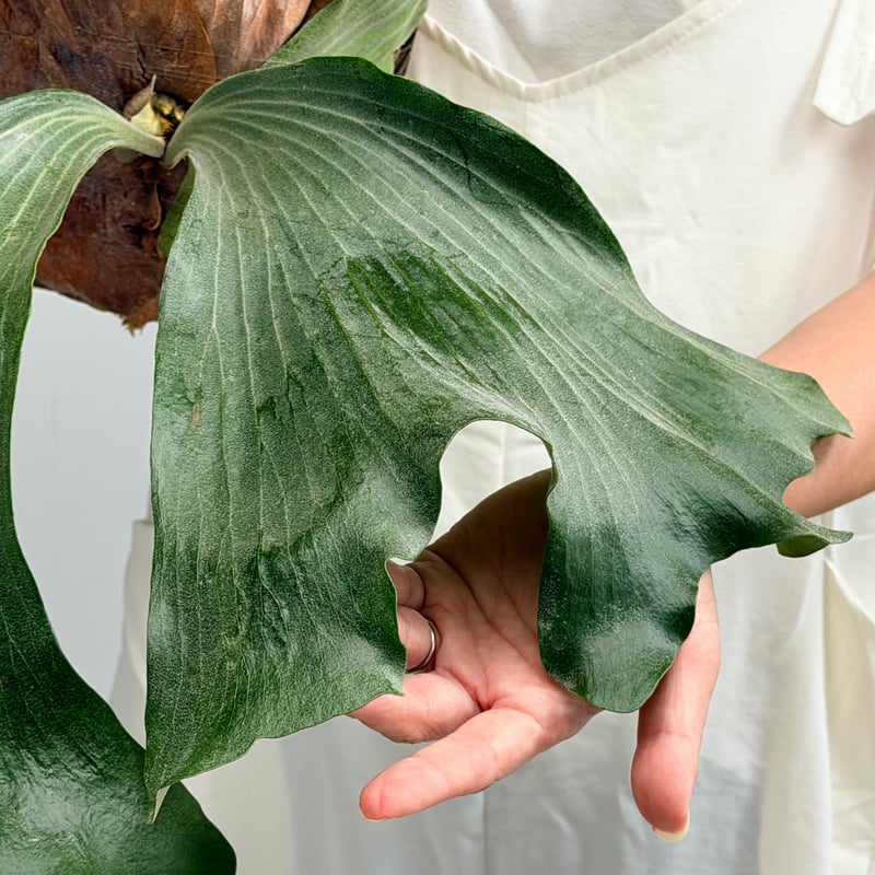 2026.7/30〜】板付ビカクシダ P. bifurcatum × P. elepha