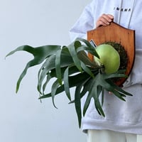 【2026.9/24〜】板付ビカクシダ　P. 'Rydeen' × P. veitchii 'Auburn river' [TC]