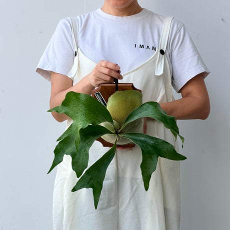 【2026.8/20〜】板付ビカクシダ　P. hillii  'Pumila Kew Garden × P. willinckii 'Bogor Mr.Suddan' [pup]