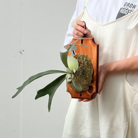 【2026.8/27〜】板付ビカクシダ　P. veitchii wild × P. 'Lipo'
