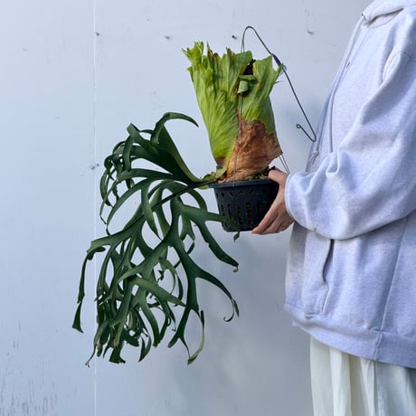 【2026.10/1〜】ビカクシダポット苗　 P. coronarium 'Thailand Dwarf'