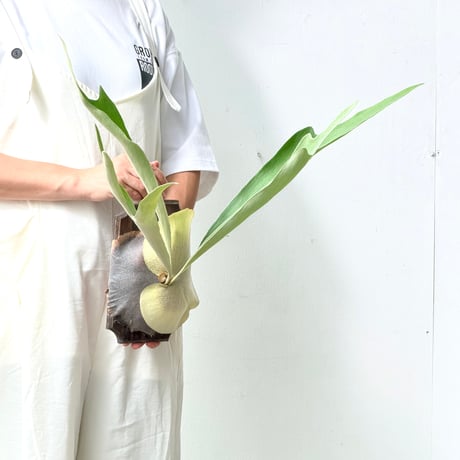 【2026.8/27〜】板付ビカクシダ　P. 'Diversifolium' [pup]