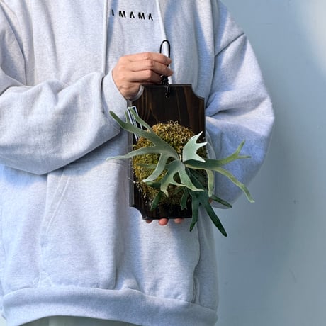 【2026.10/1〜】板付ビカクシダ　  P. wilinckii 'Bacteria' sporeling