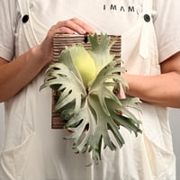 【2026.7/30〜】板付ビカクシダ　P. 'Swallow' [pup]