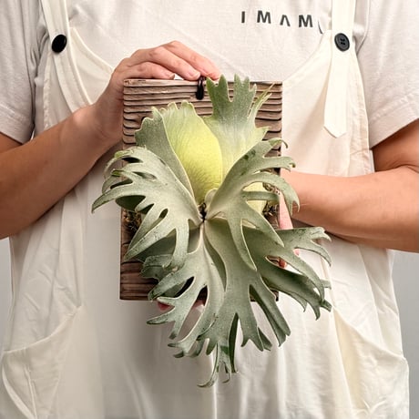 CATEGORY ¥30,000〜 | IMAMA