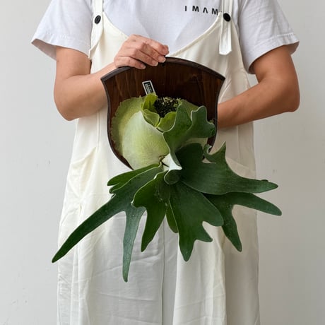 【2026.8/20〜】板付ビカクシダ　P. veitchii × P. willinckii [TC]