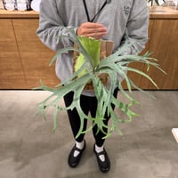 【10/24『縁日』 Live販売】willinckii Little lana