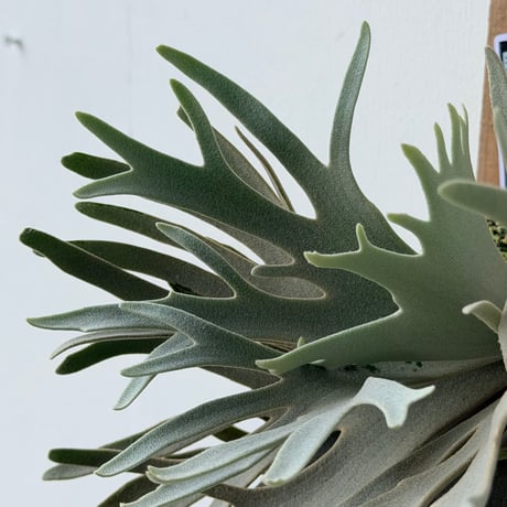 【2026.7/16〜】板付ビカクシダ　P. willinckii 'Mew' sporeling_A